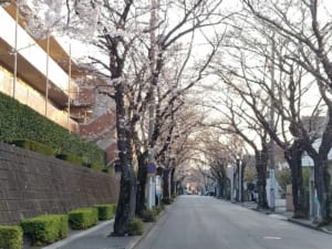 桜：あざみ野桜通り