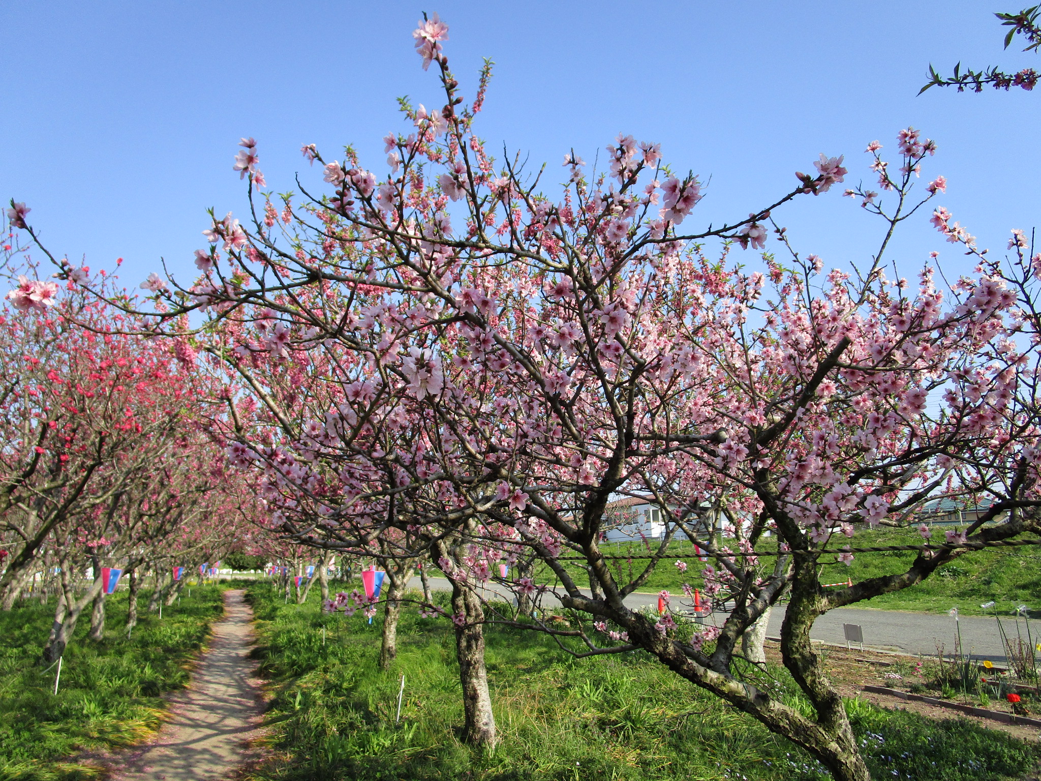 淡色の花桃