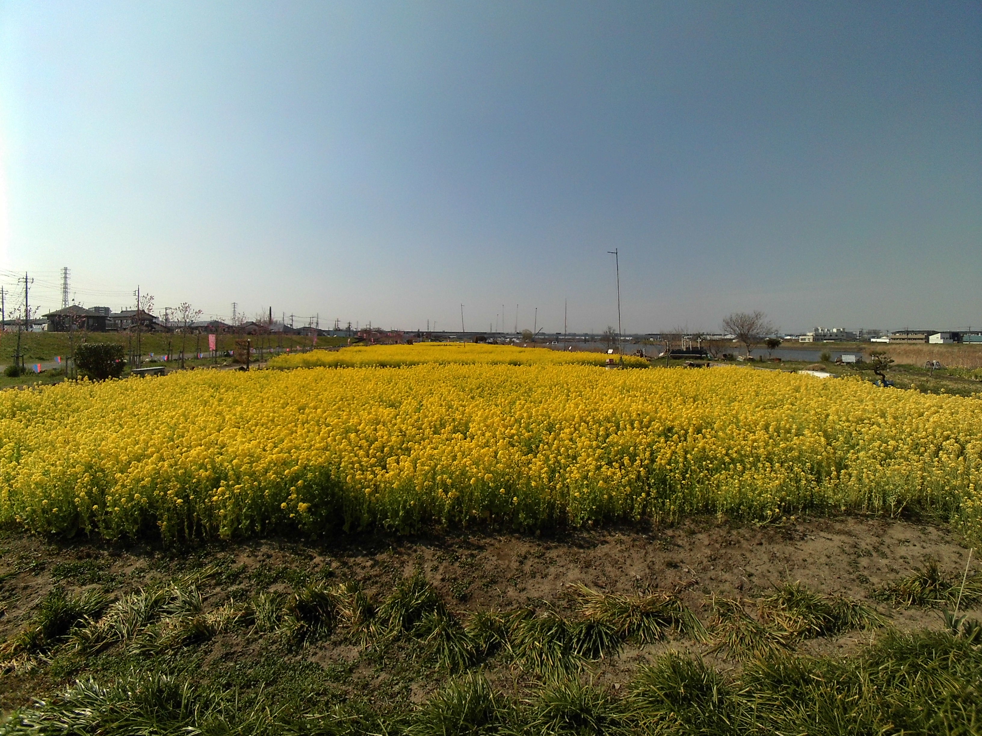 中川やしおフラワーパークの菜の花畑