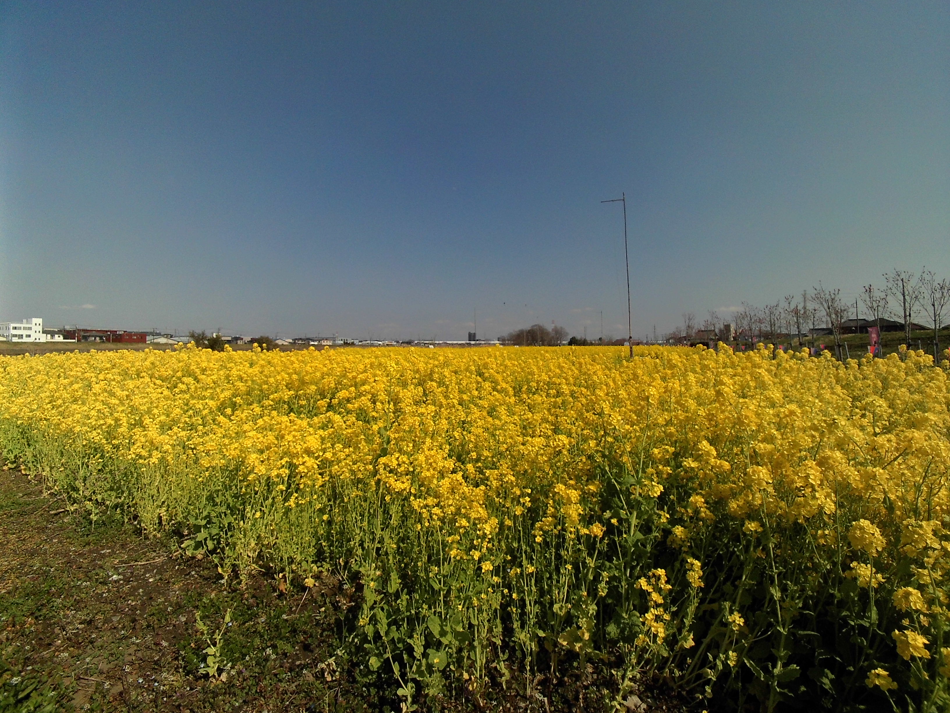 中川やしおフラワーパークの菜の花畑１